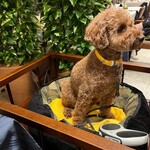 Le Chien Kyu Karuizawa - Dinner with U^ェ^U