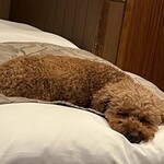 Le Chien Kyu Karuizawa - Good night