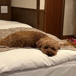 Le Chien Kyu Karuizawa - Good night