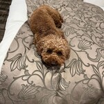 Le Chien Kyu Karuizawa - Good night