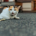 ポパイ - 