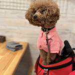 サッカバッカ - この日のシェリ♪相変わらずマイペースｗ