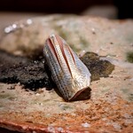 たかおか - 三番瀬のコハダは希少な一品。フワッと軽く〆られていて、脂ののりも楽しめました。