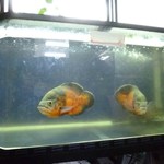 大勝軒 - '13/06/15 店の奥‥ゆったり泳ぐ魚（何だろ…^^;）