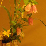 桜田 - ホタル袋　とい名の花