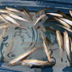 カナディアンビレッジ モントリオール - 