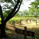 キャノン - 葡萄畑１