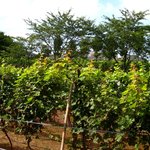 キャノン - 葡萄畑２