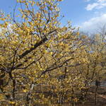 カナディアン コーヒーショップ - 郷土の森は蝋梅が綺麗でした。