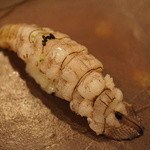 鮨匠 のむら - シャコの握り。