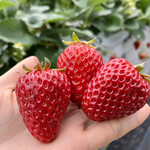 姫路ハートフル観光農園 - 