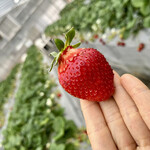 姫路ハートフル観光農園 - 