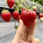 姫路ハートフル観光農園 - 