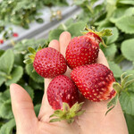 姫路ハートフル観光農園 - 