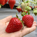 姫路ハートフル観光農園 - 