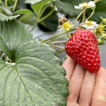 姫路ハートフル観光農園 - 