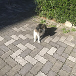 陽はまたのぼる - 