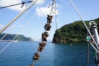 Oyster Bar ジャックポット - 当社の厳しい衛生基準をクリアした生産者の方からのみ、牡蠣を入荷しています。