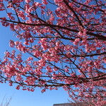 Shinkaigyoryouriuoshigeshokudou - すでに満開に近い早咲きの土肥桜