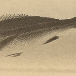 一期一会 よねさん - 