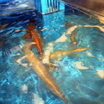 寅八商店 - イカが泳いでいます