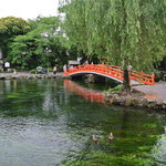 大吉屋 - 富士宮浅間大社の『湧く玉の池』には沢山の『ニジマス』が泳いでいます。