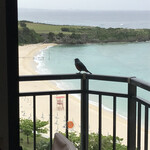 ホテル日航アリビラ - 海鳥がごはんを食べにきます　優雅な時が流れます