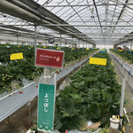 카루이자와 가덴팜 이치고엔 - 