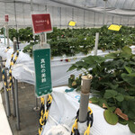 카루이자와 가덴팜 이치고엔 - 