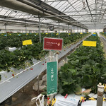 카루이자와 가덴팜 이치고엔 - 