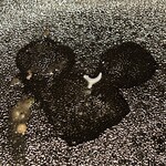 カンテサンス - ラビオリを置いていたところがミッキーになっちゃいました