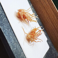 天冨良 よこ田 - 