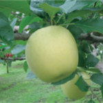 生駒高原りんご園 - シナノゴールド・・・美味