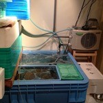 和さ美 - いけす