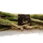 天ぷら はせ川 - インゲン