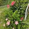 HIBISCUS - 