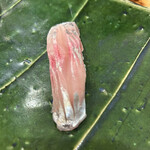 地魚料理・鮨 佐々木 - カイワリ