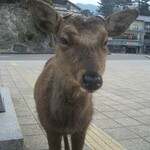 Momijidou Nibanya - 宮島に渡ると鹿がお出迎え(笑)