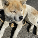 串焼き BUBU-TON - 