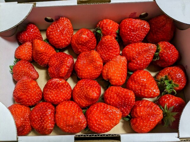 こうちゃん園 亘理 &ndash; 宮城県亘理町の茶葉専門店