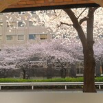 Régulier - 窓から臨む満開の桜