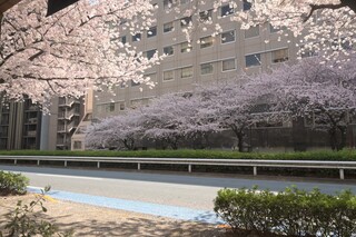 Régulier - 窓際の席から見える桜