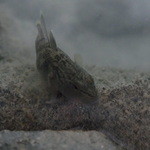 じどりや 穏座 - 新旭⑤