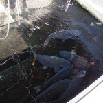 じどりや 穏座 - 新旭⑦