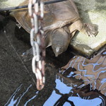 じどりや 穏座 - 新旭⑧