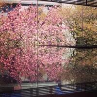 祇園みかく - 桜の季節