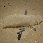 お料理 佐藤 - 一膳目