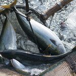 伊勢海老　海鮮蒸し料理　華月 - 獲れたて地魚