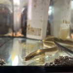 プレゼンテ スギ - シェフと息子さんが飼っているうなぎちゃん。