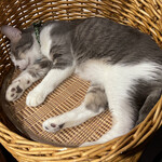 保護猫カフェ ひだまり号 - お昼寝中のお猫様